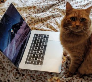 Picture of my cat, cat in front of Mac book