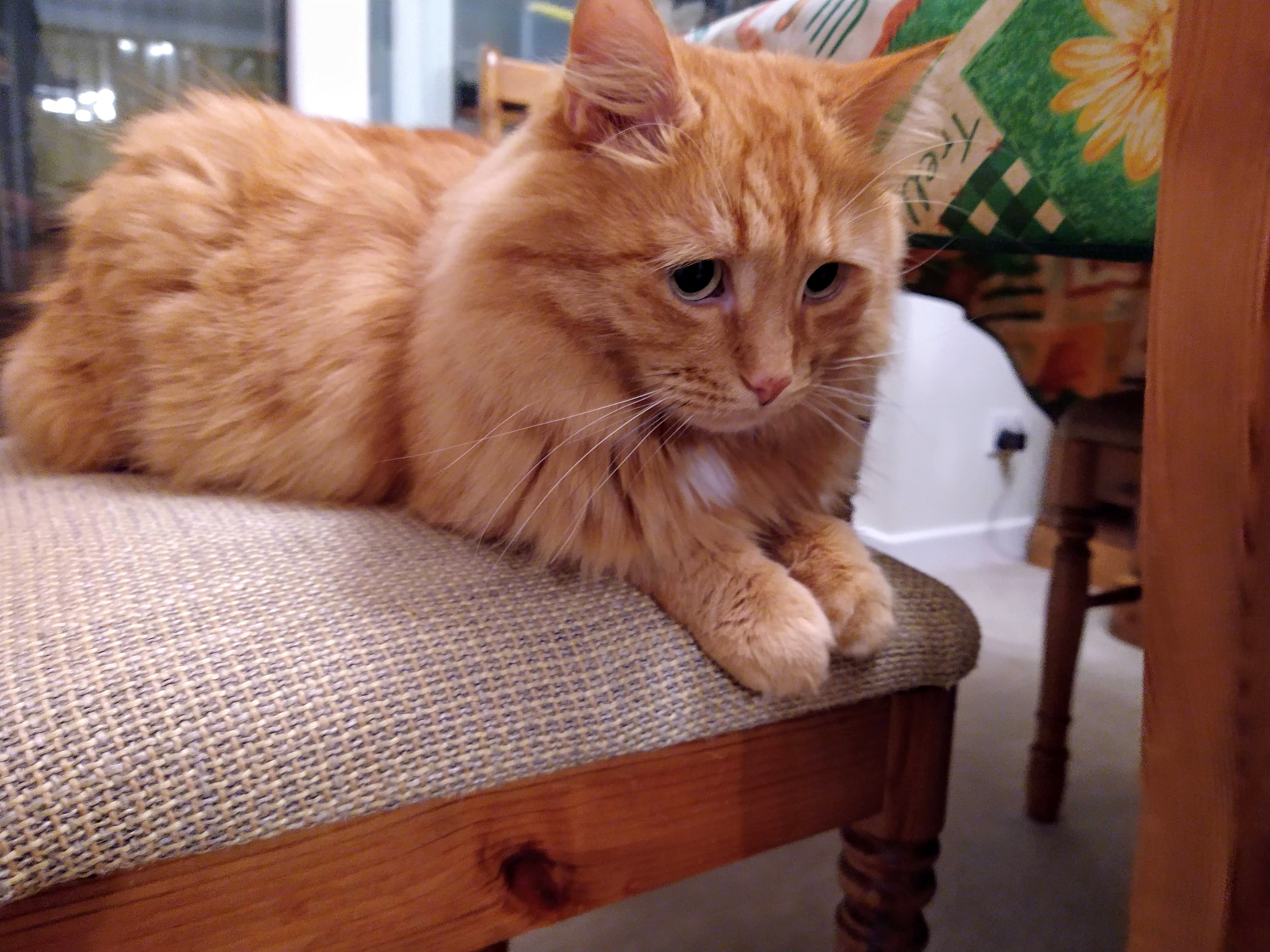 Ginger cat looking he has sad eyes
